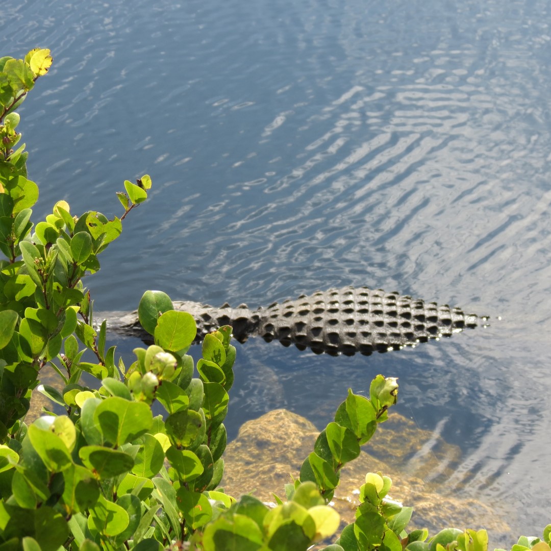 Big Cypress East Visitor Center, and Alligators 11 of 16 (#5193)