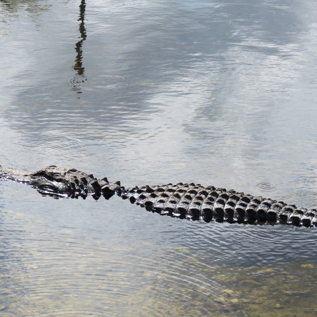 Big Cypress East Visitor Center, and Alligators 12 of 16 (#5194)