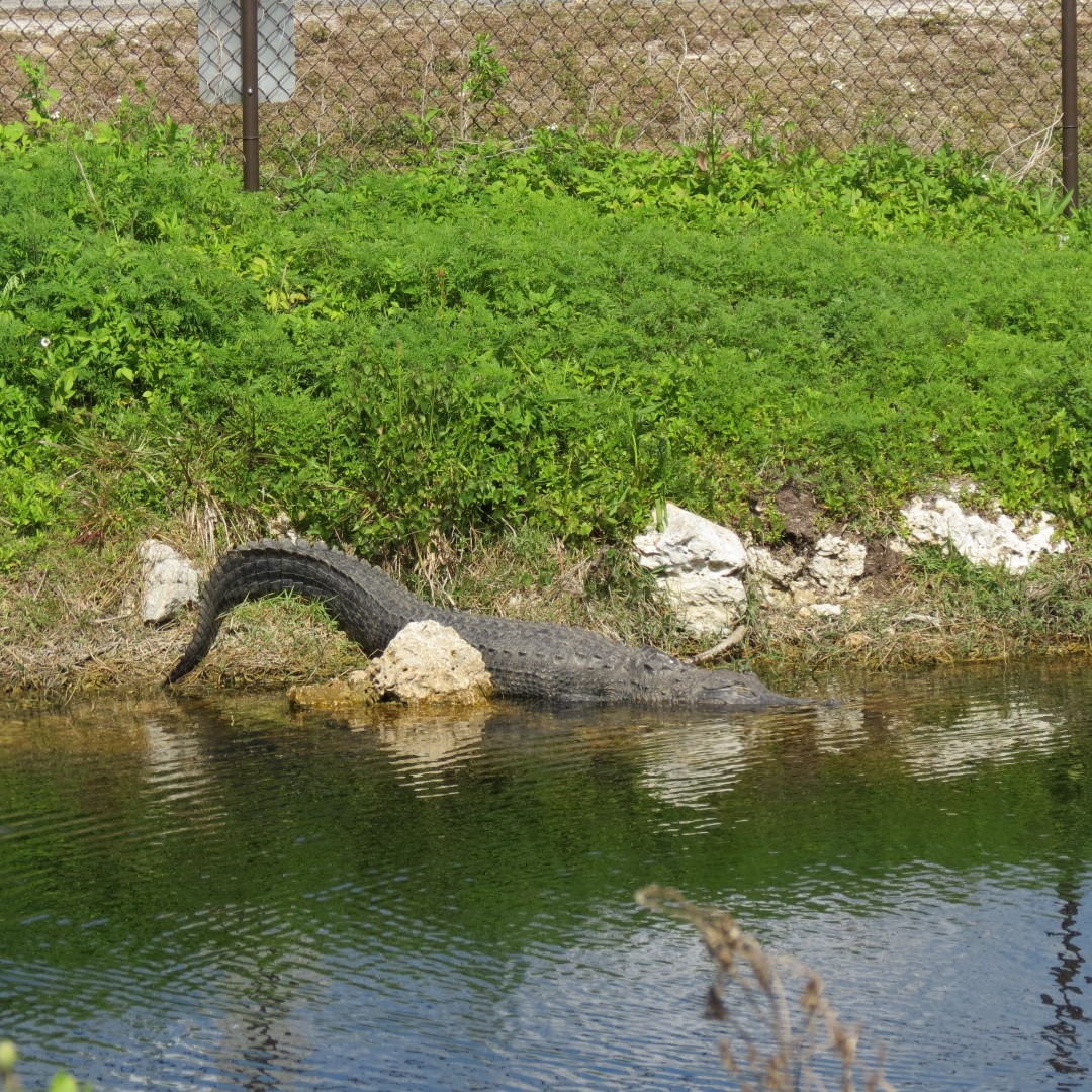 Big Cypress East Visitor Center, and Alligators 13 of 16 (#5195)