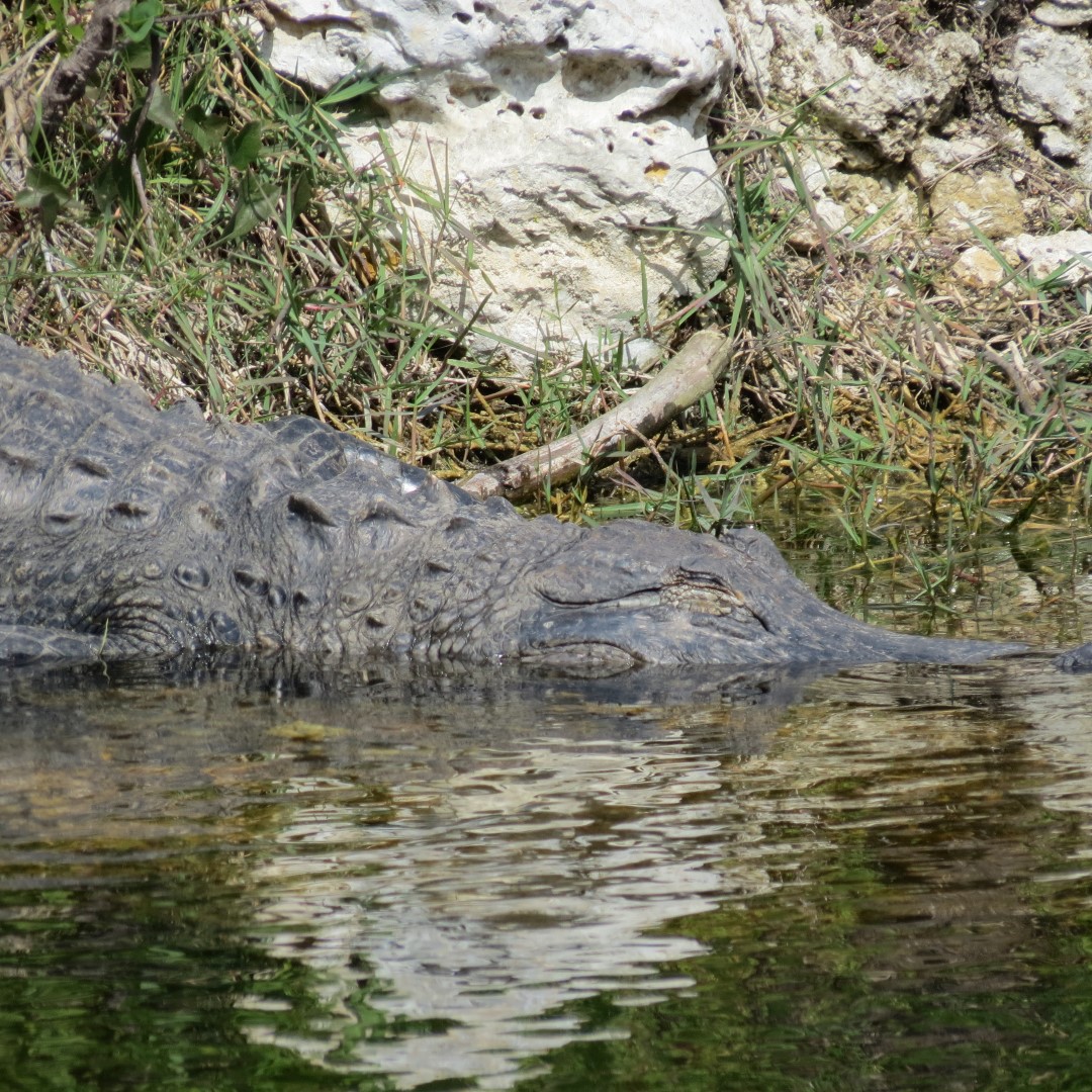 Big Cypress East Visitor Center, and Alligators 14 of 16 (#5196)