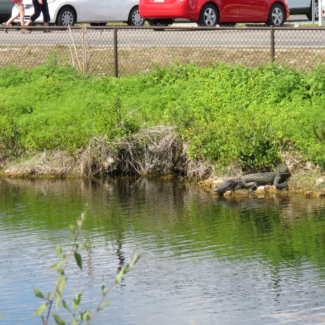 Big Cypress East Visitor Center, and Alligators 16 of 16 (#5198)