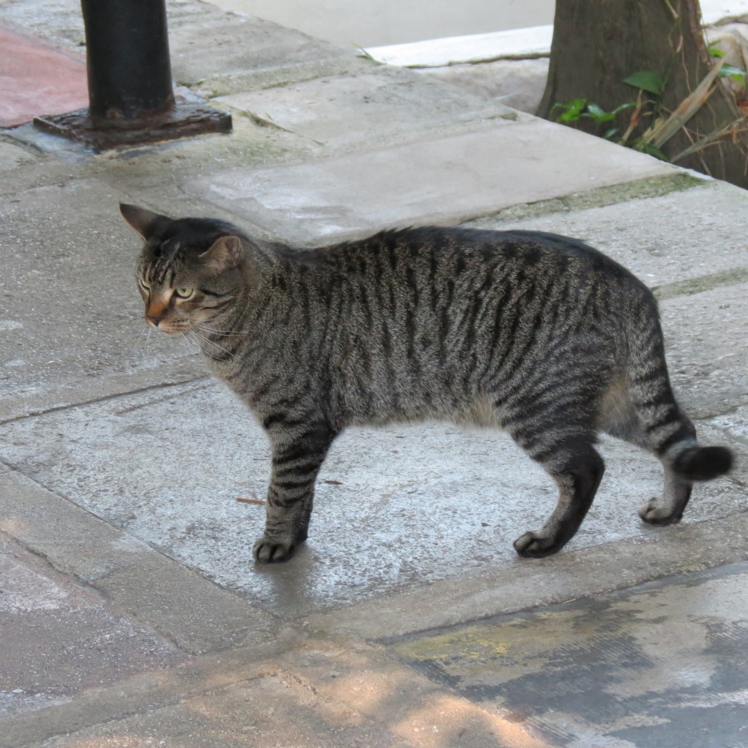 Hemmingway House  9 of 18 (#5227)