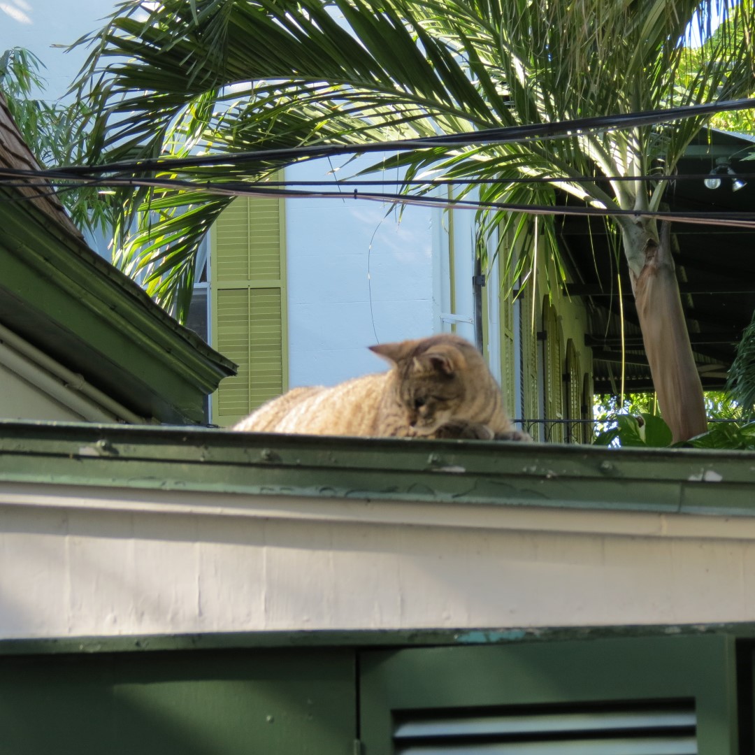 Hemmingway House 14 of 18 (#5232)