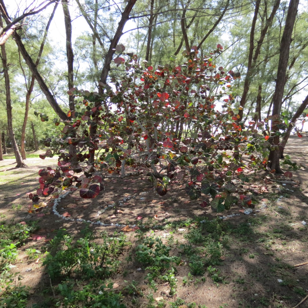 State park adjacent to Ft Zachary Taylor  3 of 15 (#5297)