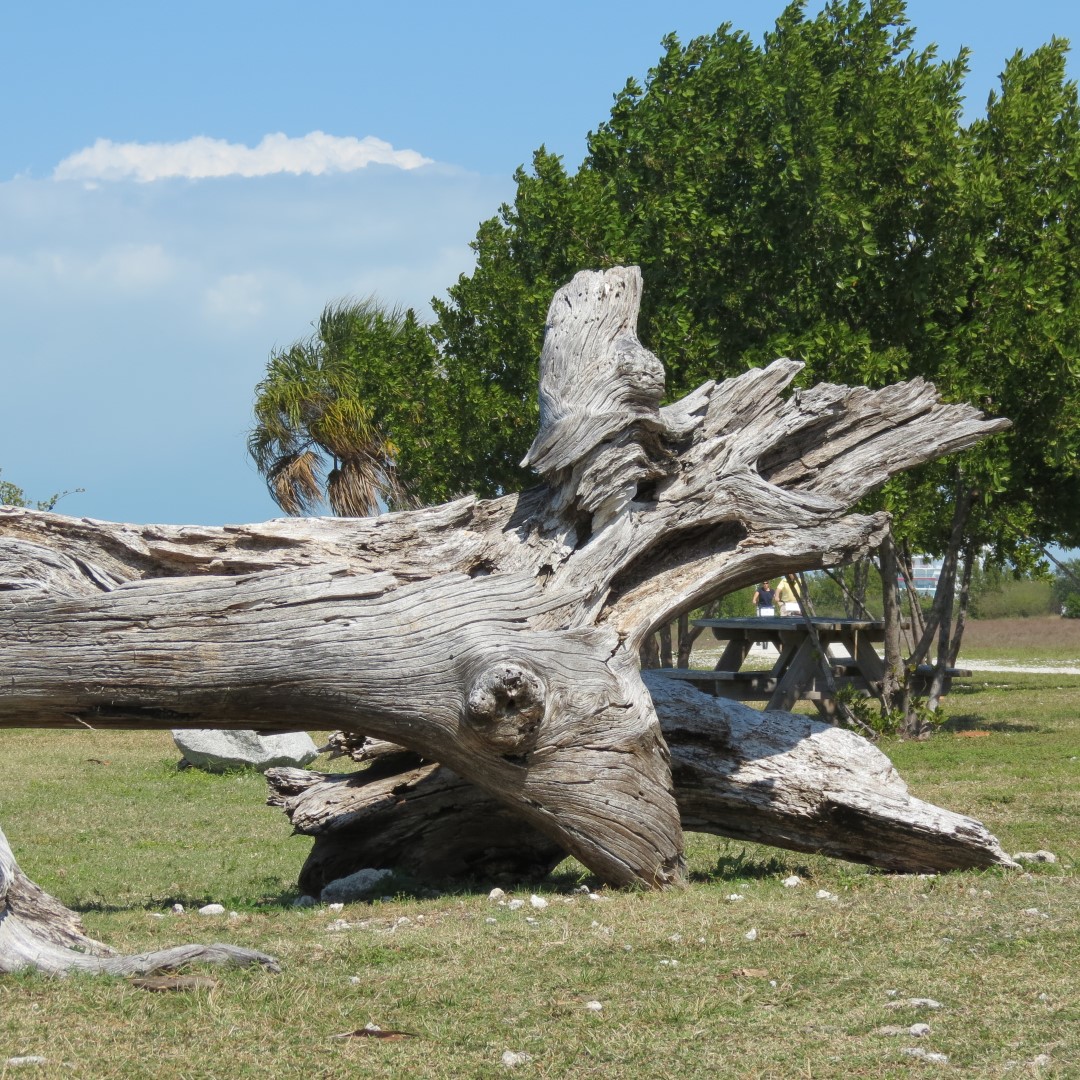 State park adjacent to Ft Zachary Taylor 14 of 15 (#5308)