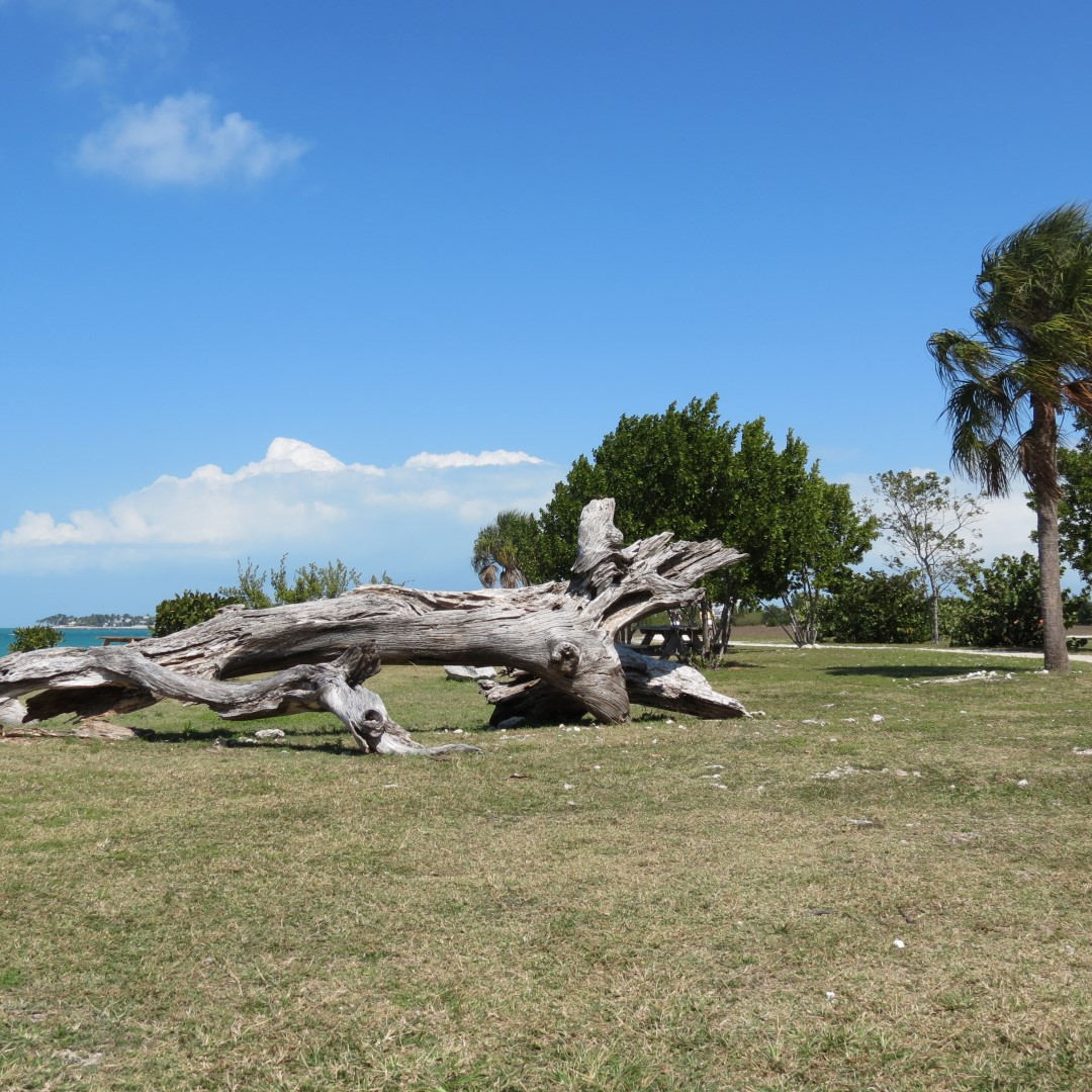 State park adjacent to Ft Zachary Taylor 15 of 15 (#5309)