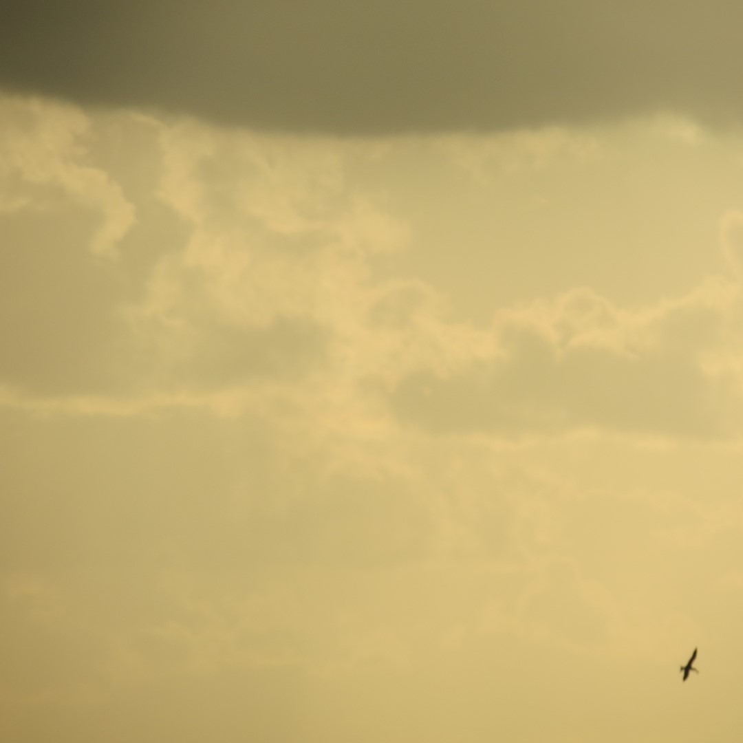 Sunset Party in Key West   5 of 142 (#5323)