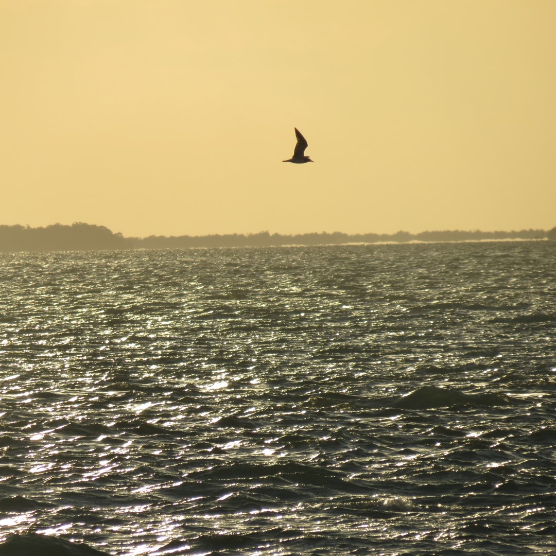 Sunset Party in Key West  30 of 142 (#5348)