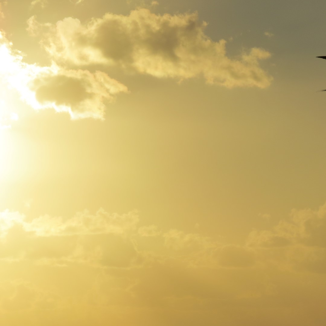 Sunset Party in Key West  47 of 142 (#5365)