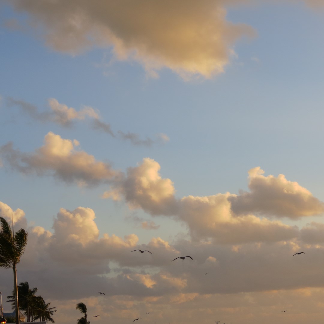 Sunset Party in Key West  59 of 142 (#5377)