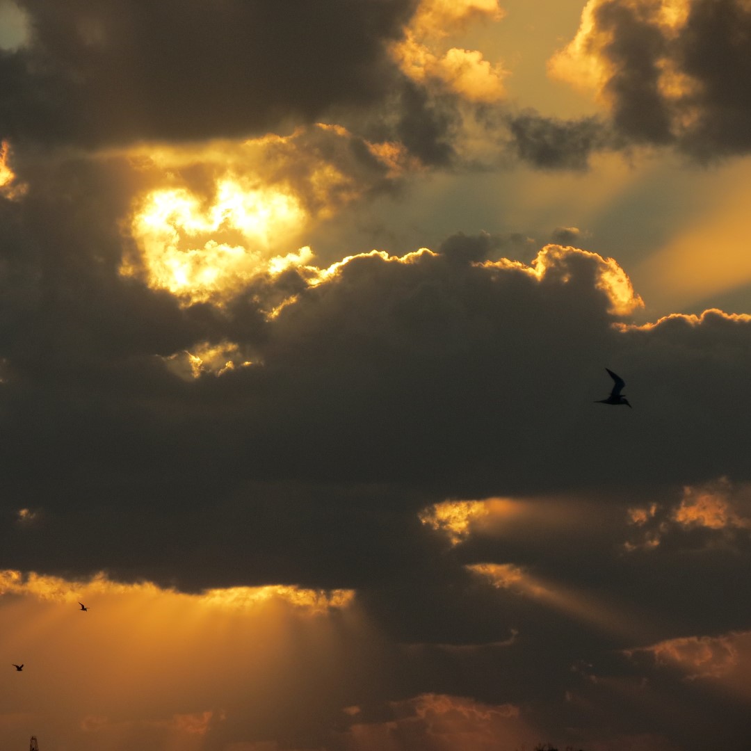 Sunset Party in Key West 127 of 142 (#5445)