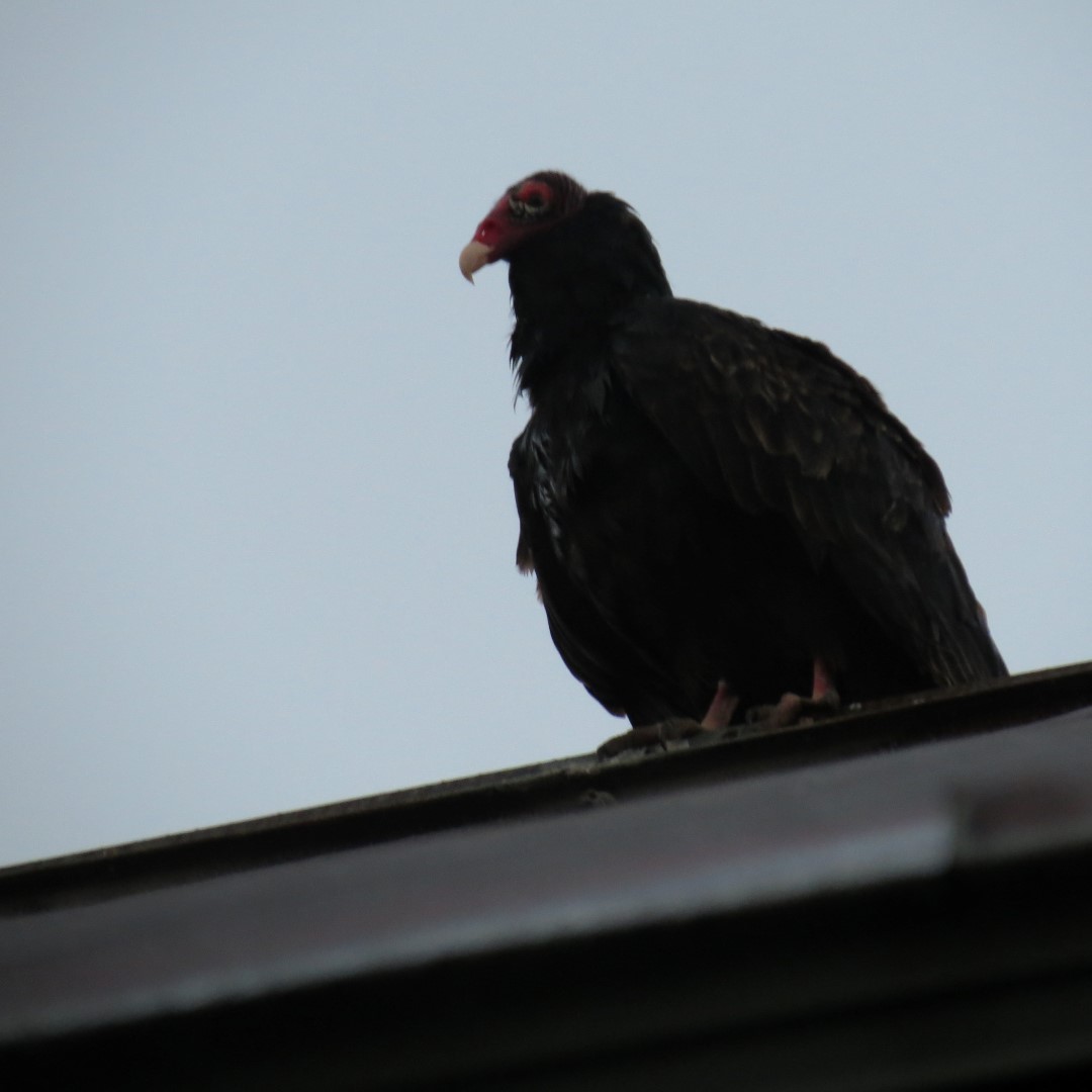 Biscayne - Water Surface Only  4 of 11 (#5466)