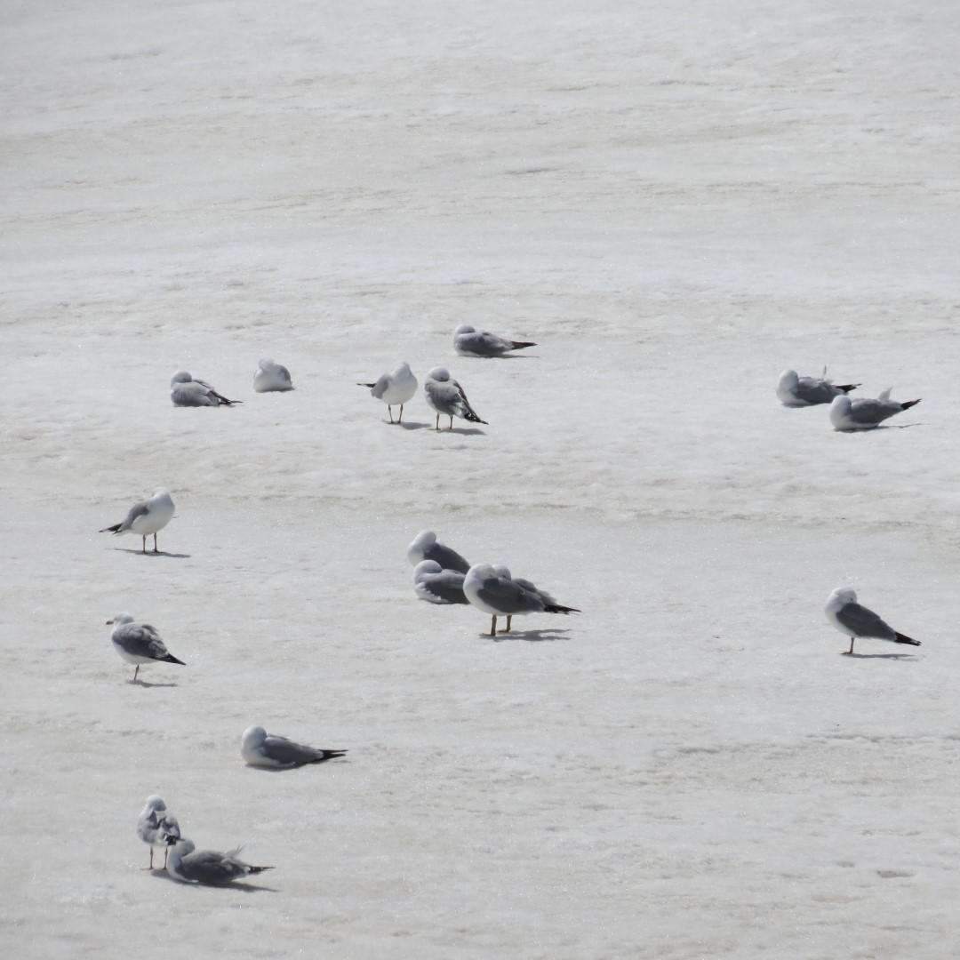 Horseshoe Falls of the Niagara River 20 of 21 (#5893)