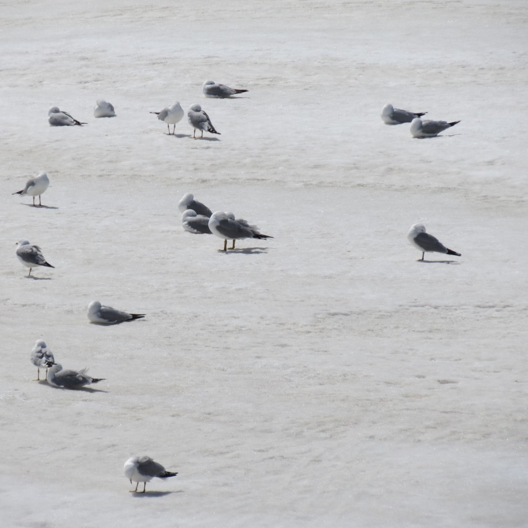 Horseshoe Falls of the Niagara River 21 of 21 (#5894)