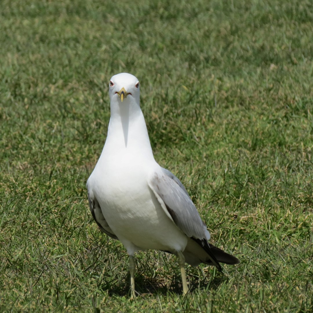 Niagara Falls State Park in the town of Niagara Falls NY  7 of 9 (#5807)