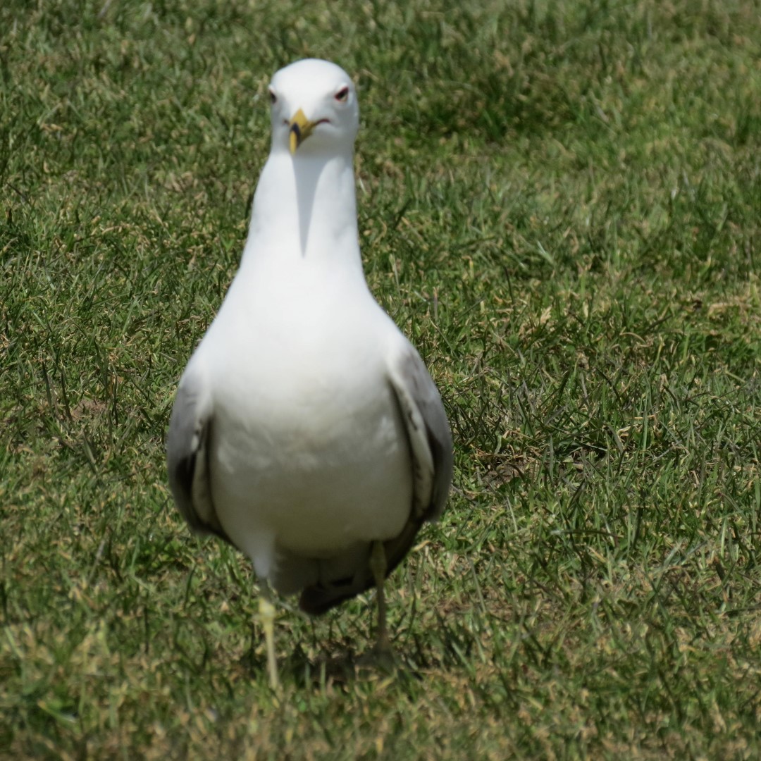 Niagara Falls State Park in the town of Niagara Falls NY  8 of 9 (#5808)