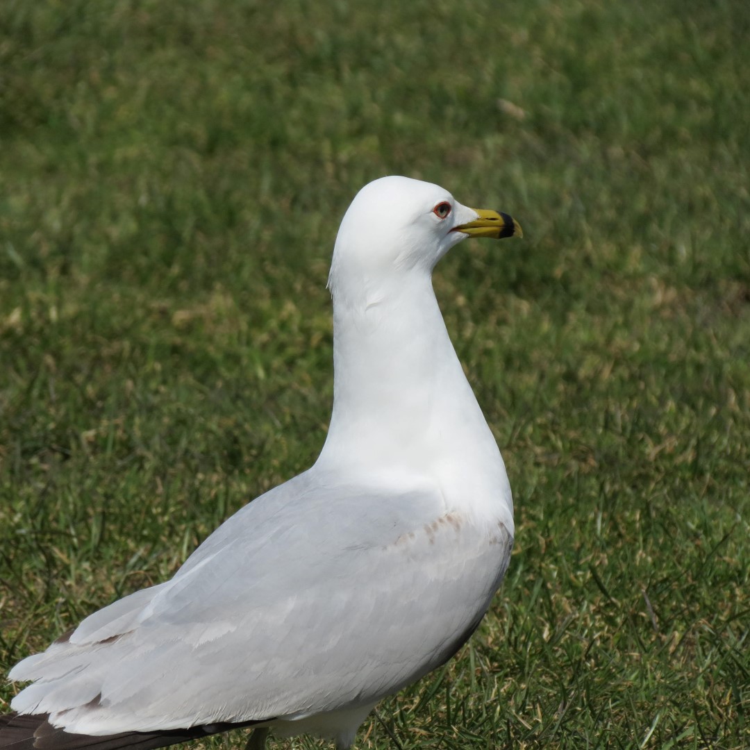 Niagara Falls State Park in the town of Niagara Falls NY  9 of 9 (#5809)