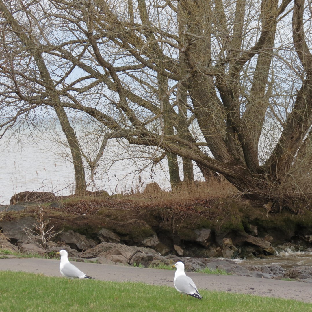 Hamlin Beach State Park on Lake Ontario  2 of 9 (#5950)