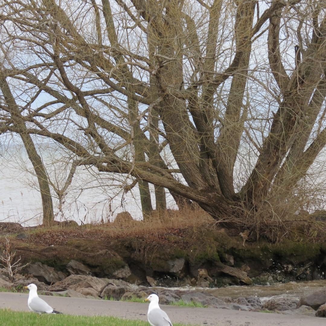 Hamlin Beach State Park on Lake Ontario  3 of 9 (#5951)