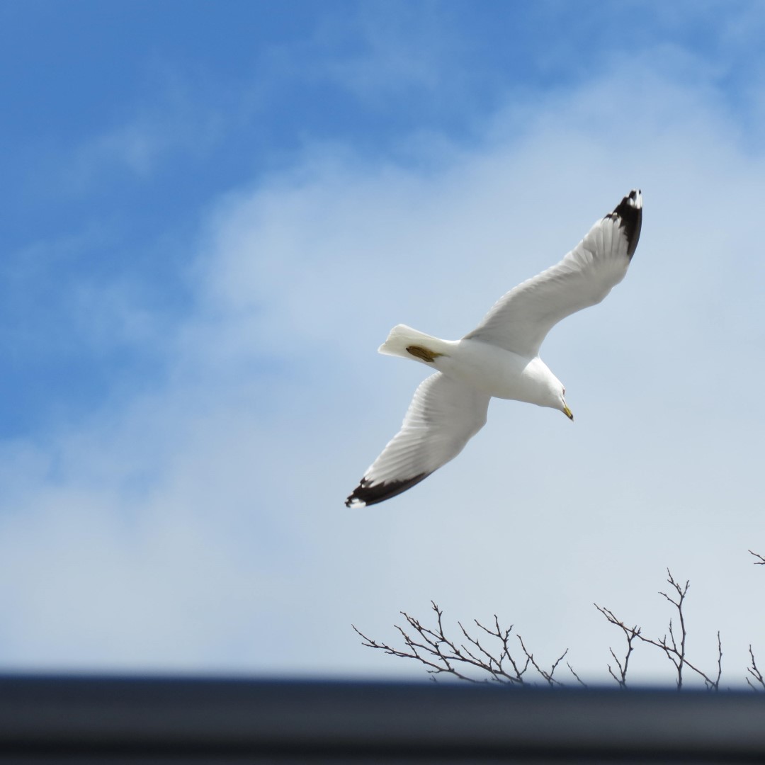 Canandaigua Lake in Canandaigua NY  9 of 11 (#6006)
