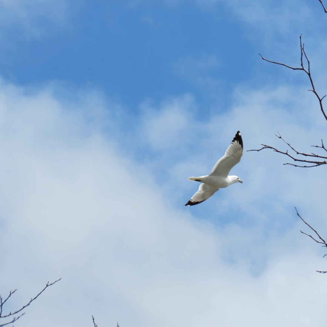 Canandaigua Lake in Canandaigua NY 10 of 11 (#6007)