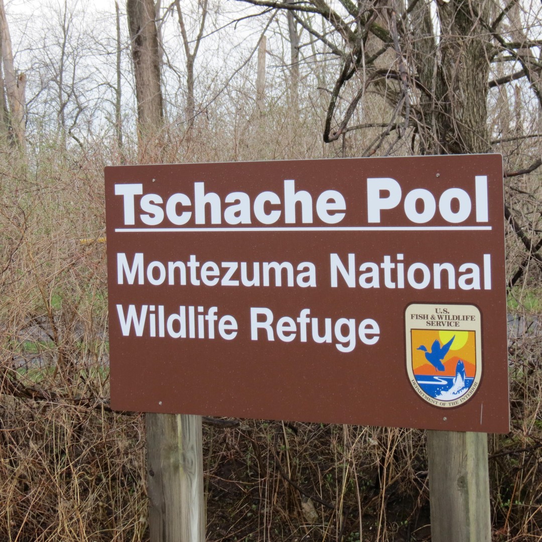 Montezuma National Wildlife Refuge near Seneca Falls NY  2 of 17 (#6017)