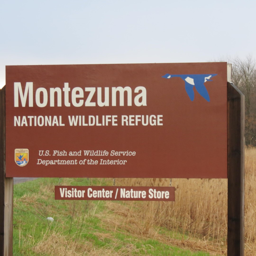 Montezuma National Wildlife Refuge near Seneca Falls NY  1 of 17 (#6018)