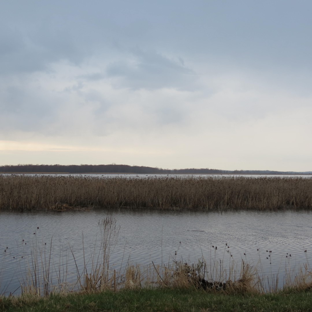 Montezuma National Wildlife Refuge near Seneca Falls NY  3 of 17 (#6020)