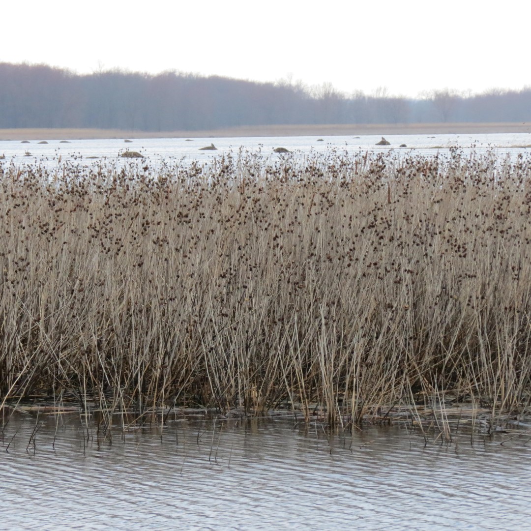 Montezuma National Wildlife Refuge near Seneca Falls NY  4 of 17 (#6021)