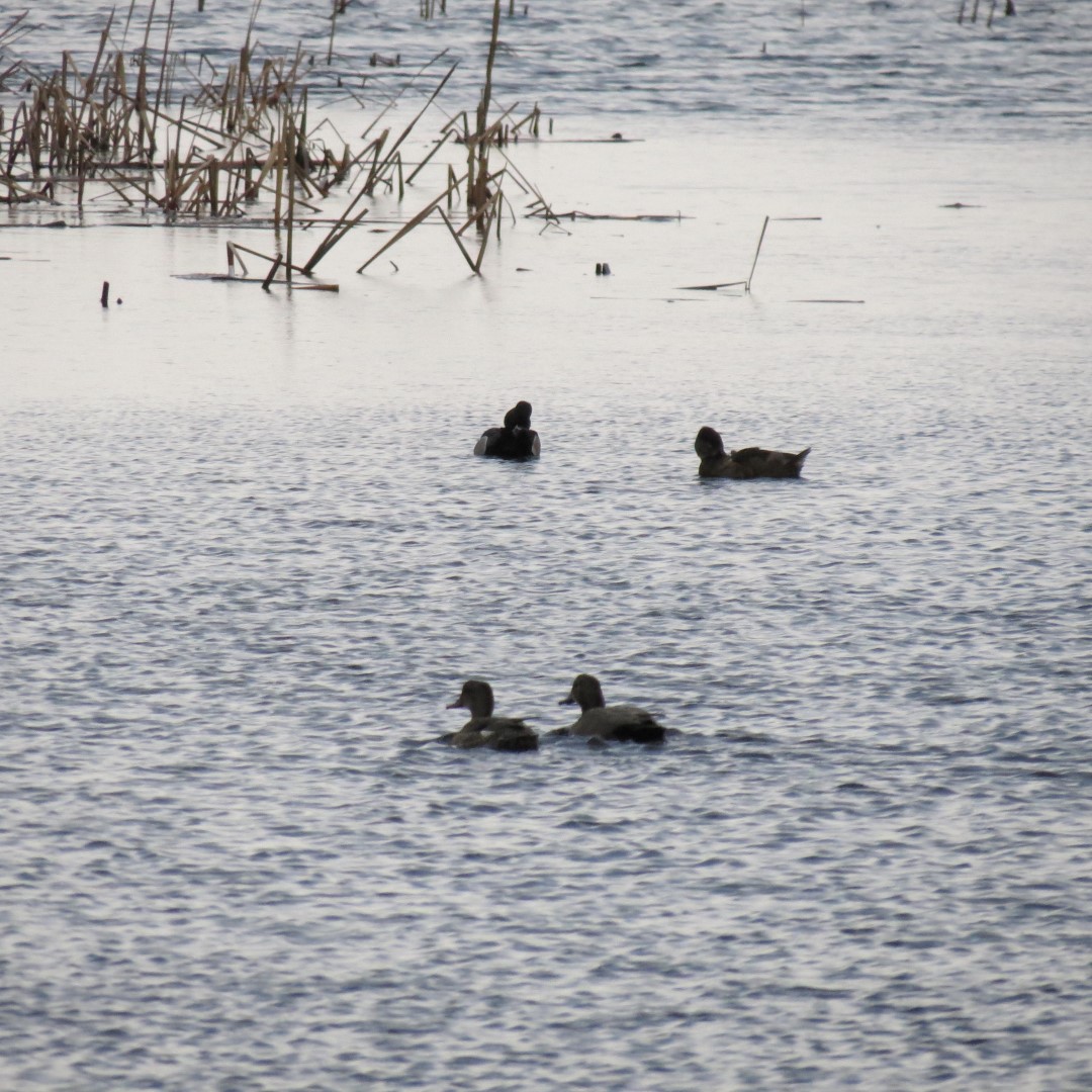 Montezuma National Wildlife Refuge near Seneca Falls NY  5 of 17 (#6022)