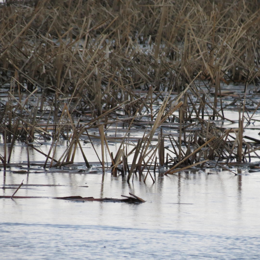 Montezuma National Wildlife Refuge near Seneca Falls NY  6 of 17 (#6023)