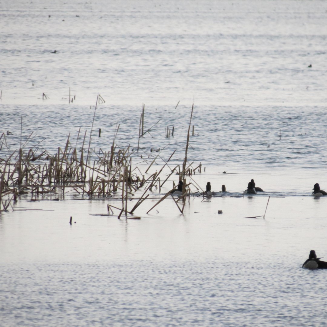 Montezuma National Wildlife Refuge near Seneca Falls NY  7 of 17 (#6024)