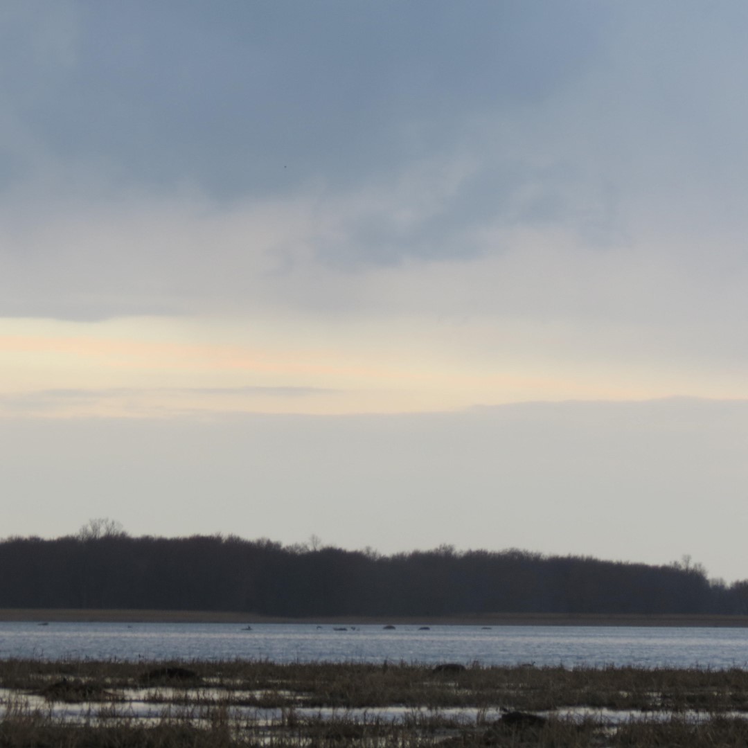 Montezuma National Wildlife Refuge near Seneca Falls NY  8 of 17 (#6025)