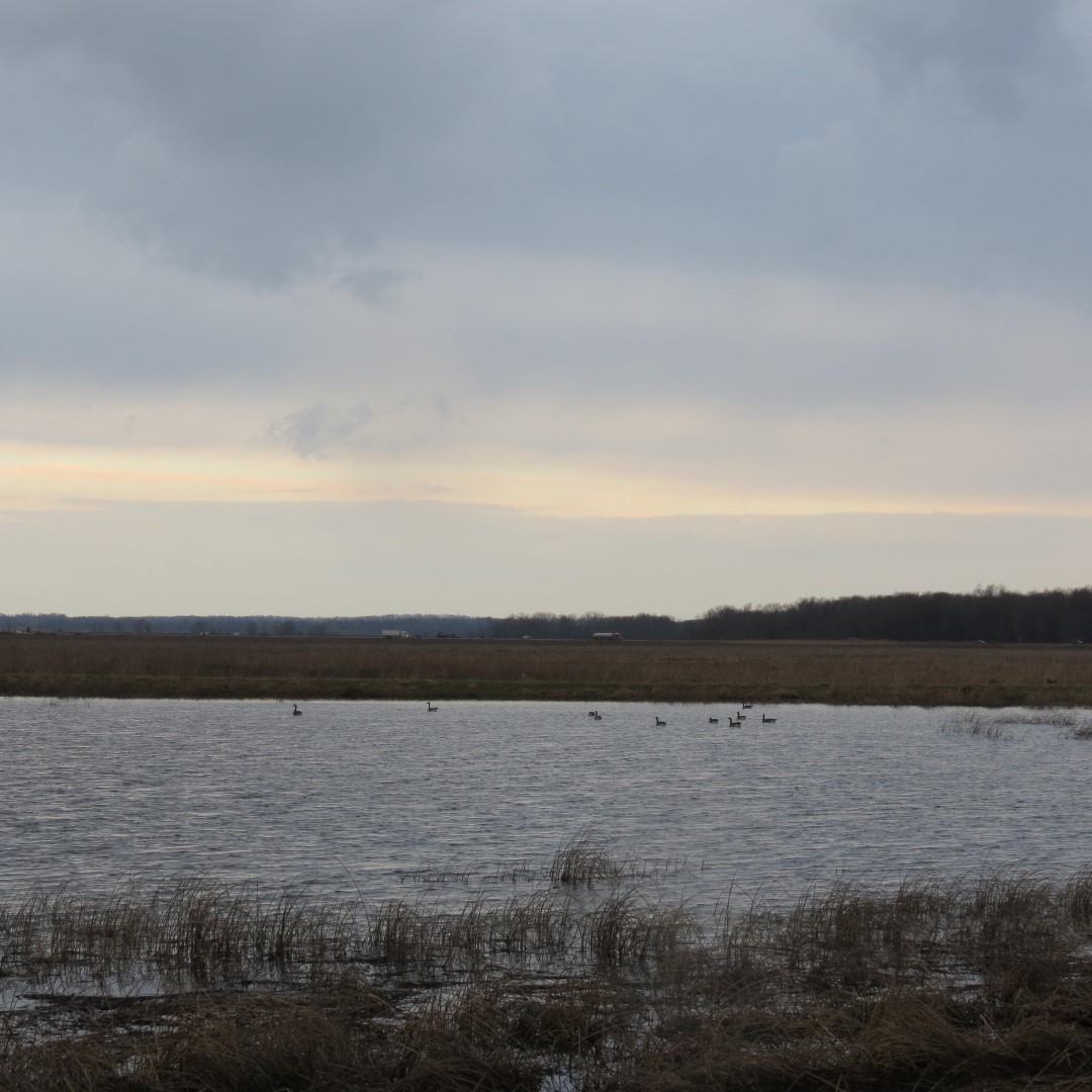 Montezuma National Wildlife Refuge near Seneca Falls NY  9 of 17 (#6026)