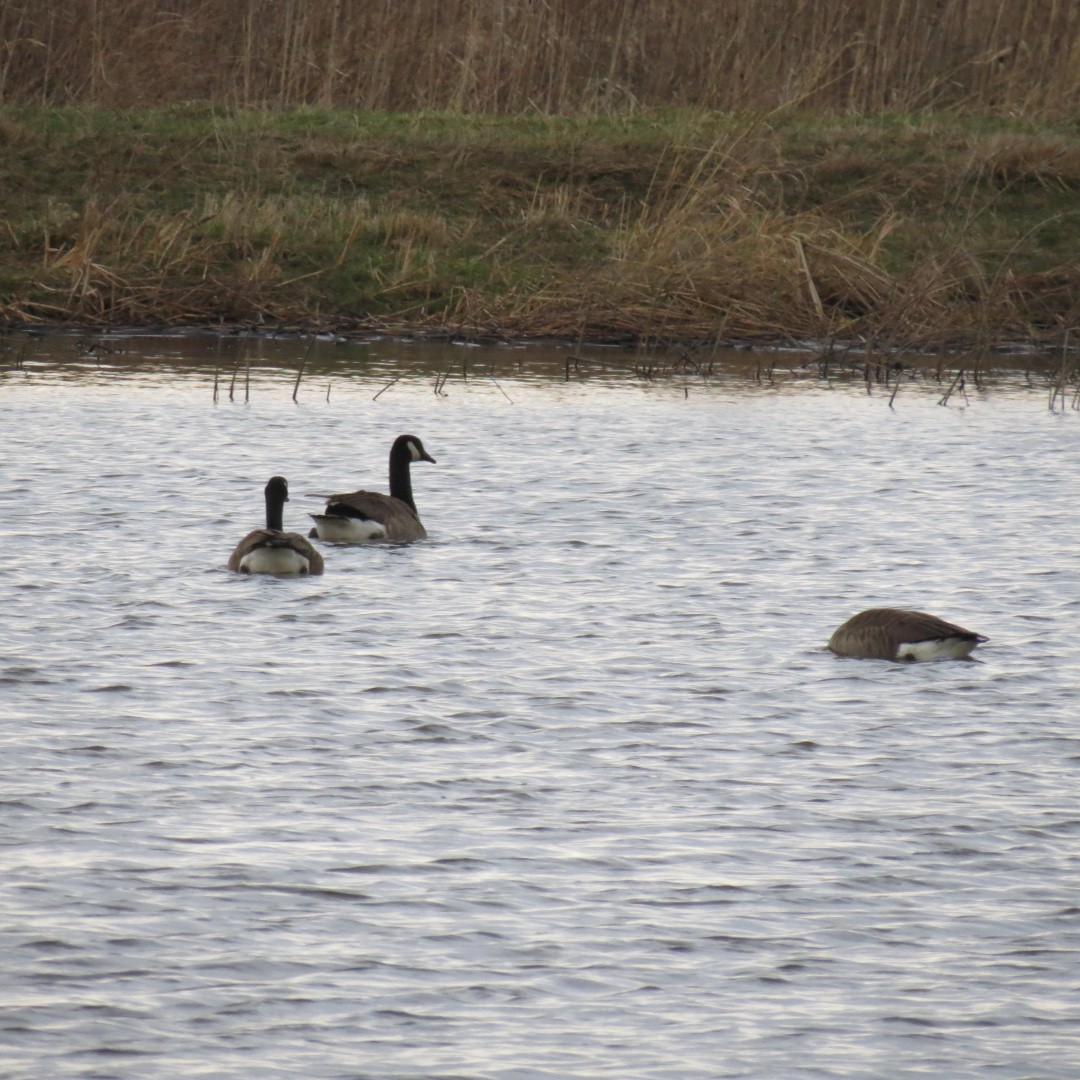 Montezuma National Wildlife Refuge near Seneca Falls NY 10 of 17 (#6027)