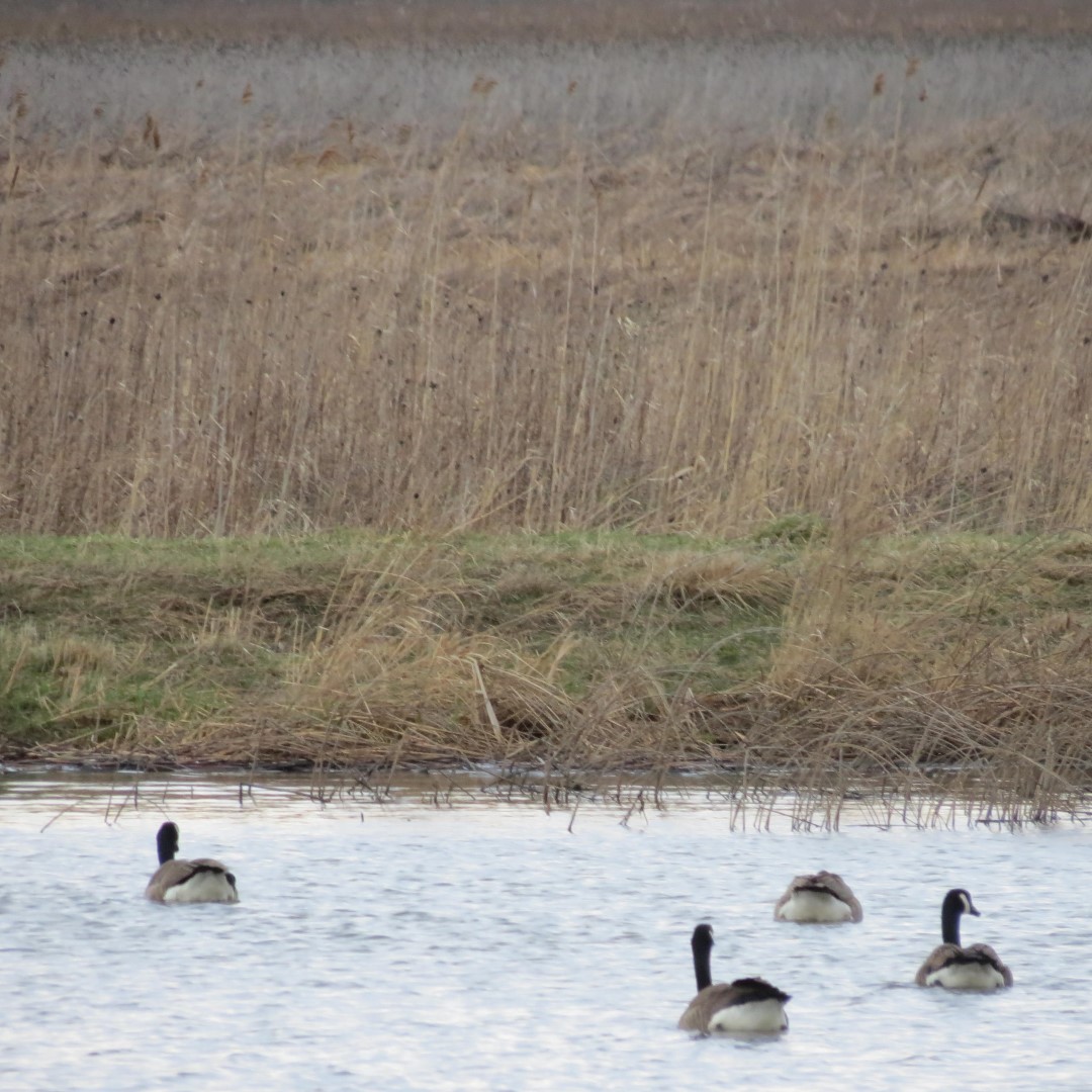 Montezuma National Wildlife Refuge near Seneca Falls NY 11 of 17 (#6028)