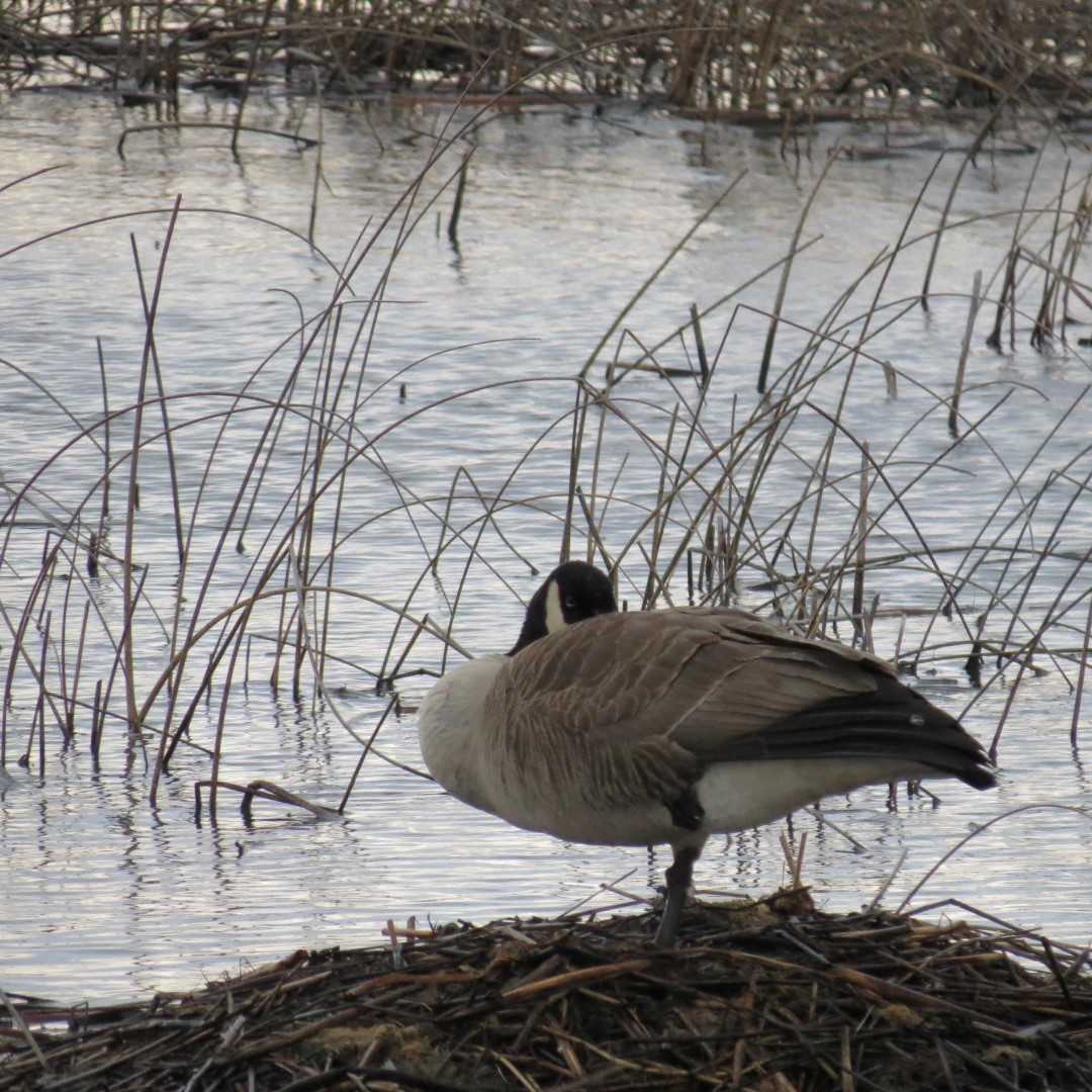 Montezuma National Wildlife Refuge near Seneca Falls NY 13 of 17 (#6030)