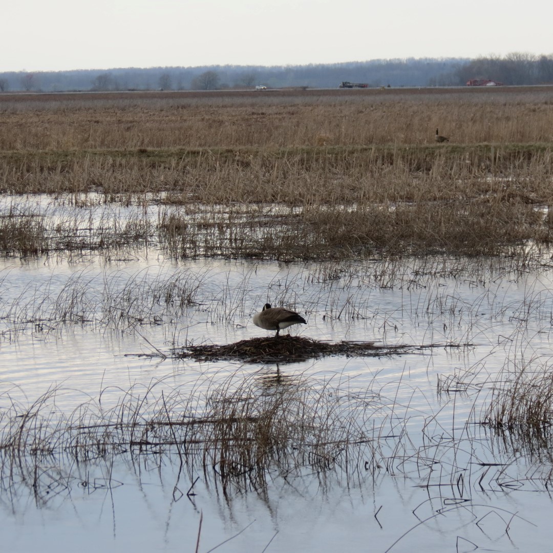 Montezuma National Wildlife Refuge near Seneca Falls NY 14 of 17 (#6031)