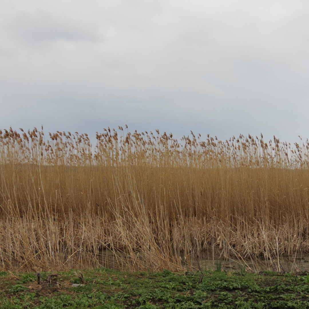 Montezuma National Wildlife Refuge near Seneca Falls NY 15 of 17 (#6032)