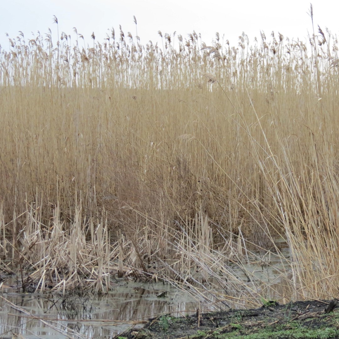 Montezuma National Wildlife Refuge near Seneca Falls NY 17 of 17 (#6034)