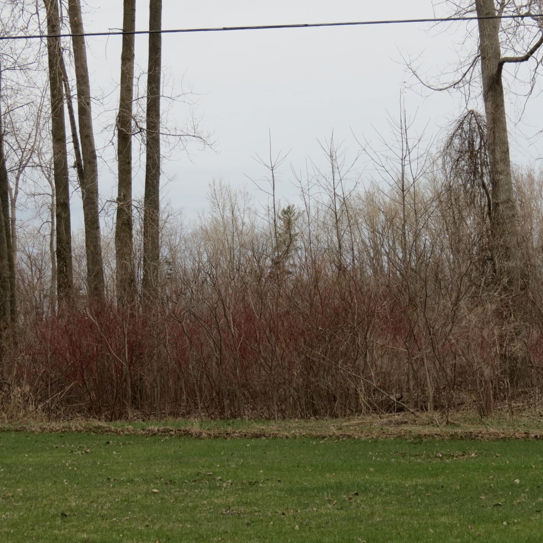 Some spring color starting to show at Southwick Beach south of Henderson NY  8 of 8 (#6187)
