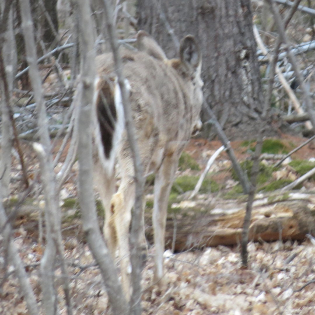A deer sighted in the Robert Moses State Park near Massena NY  1 of 4 (#6254)