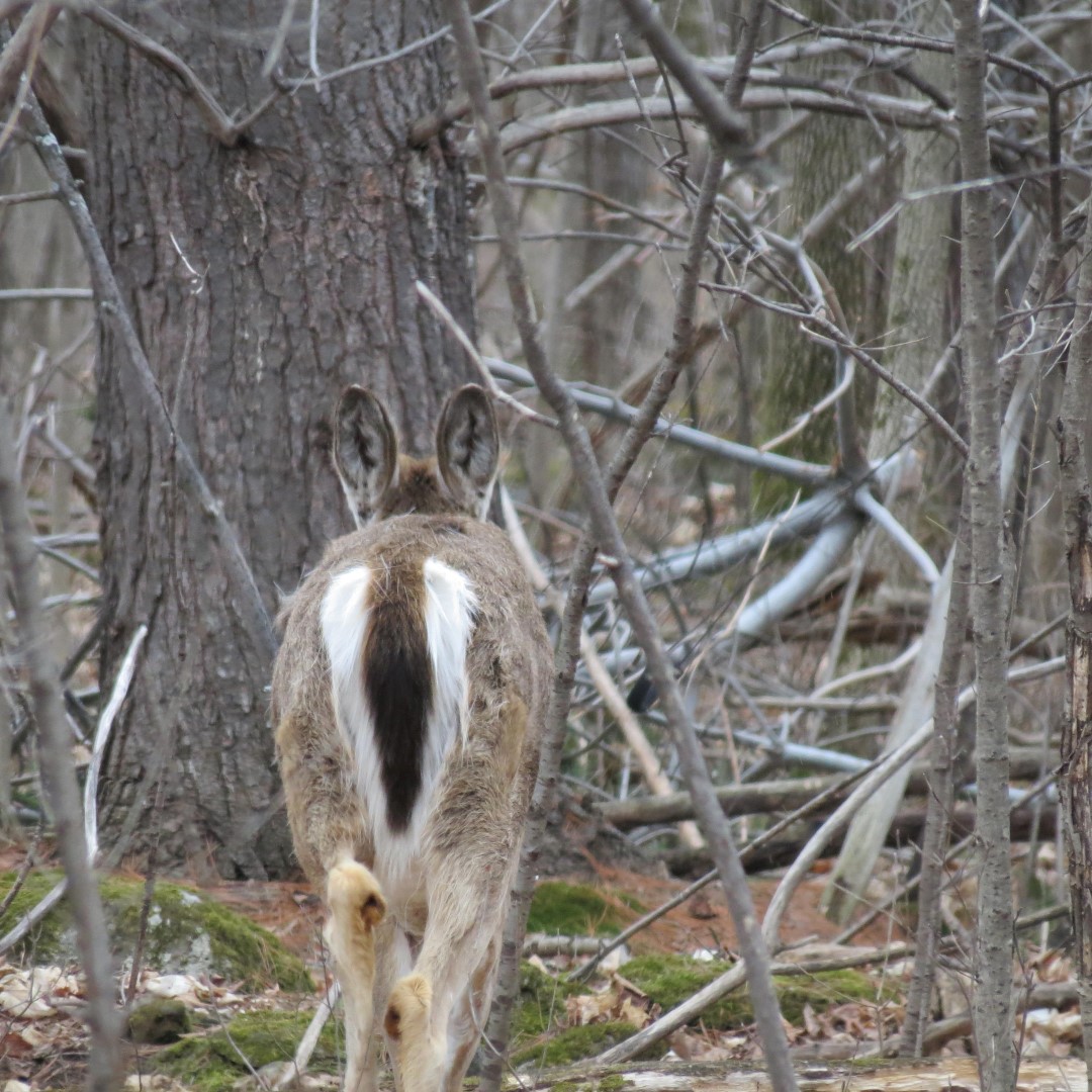 A deer sighted in the Robert Moses State Park near Massena NY  2 of 4 (#6255)