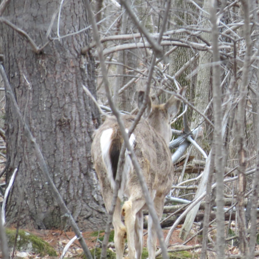 A deer sighted in the Robert Moses State Park near Massena NY  3 of 4 (#6256)