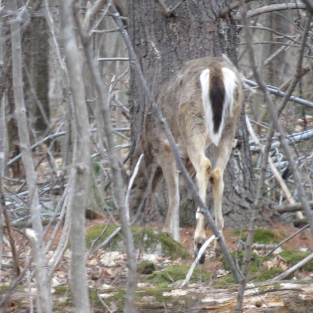 A deer sighted in the Robert Moses State Park near Massena NY  4 of 4 (#6257)