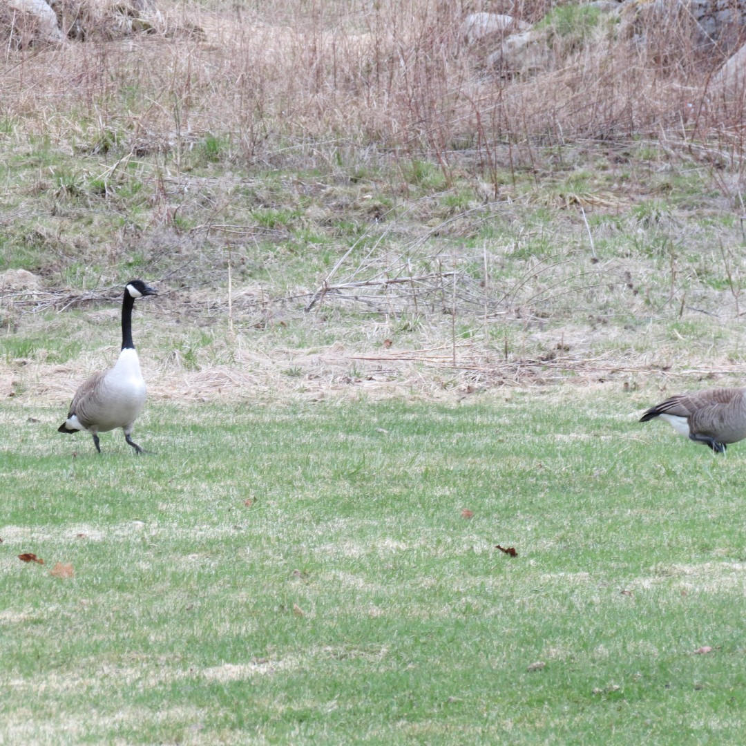 Eastern shelter in  Moses State Park near Massena NY  3 of 4 (#6261)