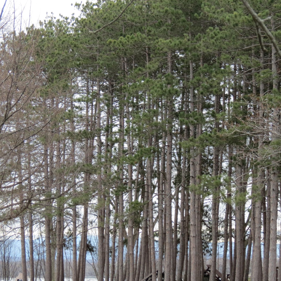 Crown Point State Historical Site Visitor Center in Crown Point NY  5 of 5 (#6377)