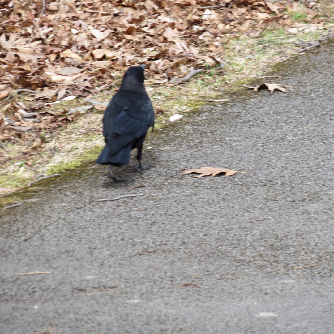 Saratoga National Historic Site Battlefield near Stillwater NY 40 of59 (#6465)