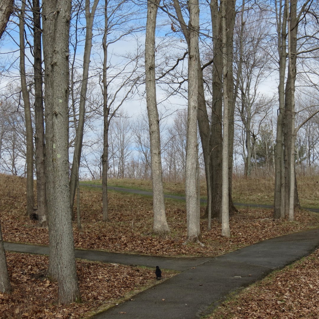 Saratoga National Historic Site Battlefield near Stillwater NY 41 of59 (#6466)