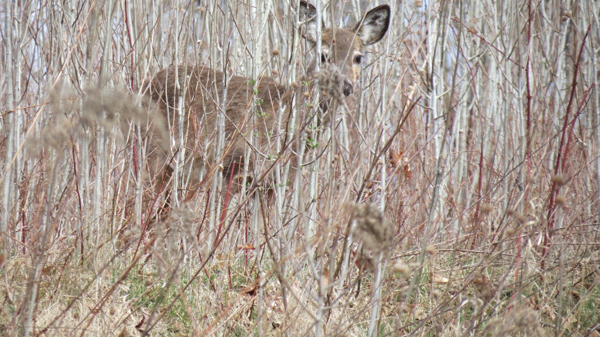 Saratoga National Historic Site Battlefield near Stillwater NY 43 of59 (#6469)
